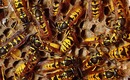 Wasps_vespula_germanica2